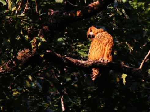 白头鸟系列:另类的美丽(吼海雕) 白头鸟系列:另类的美丽(吼海雕)