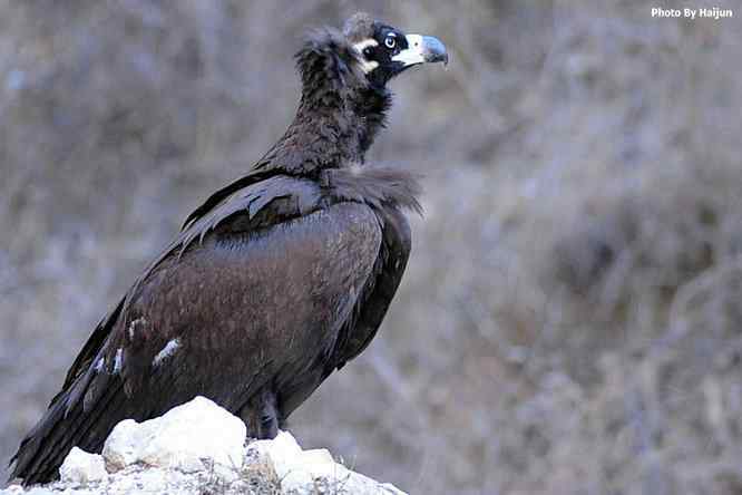 驱车永定河峡谷拍摄秃鹫
