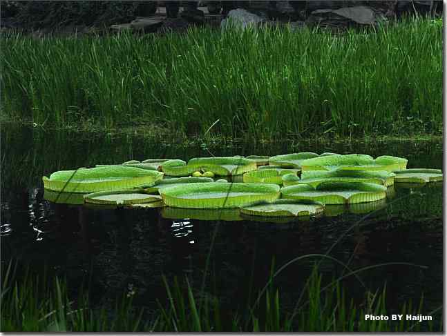 圆明园观赏亚马逊王莲