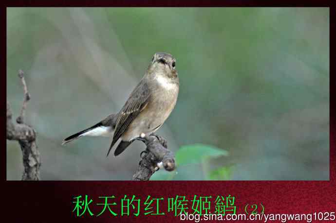 秋天的红喉姬鹟（2）