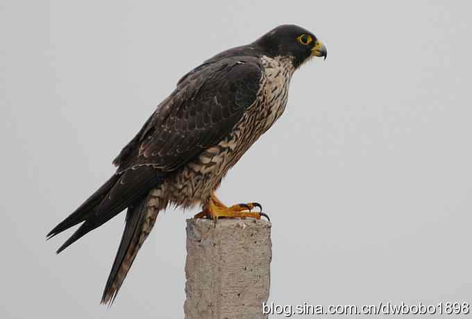 捕猎的游隼