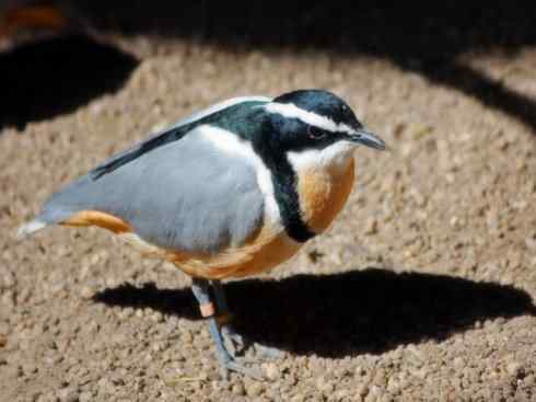 雀鸟也彪悍：与鳄共舞（埃及鸻）