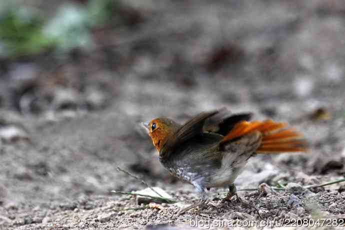 打鸟归来收获多多   (5）日本歌鸲