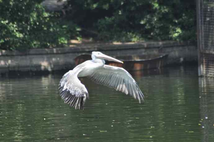 再次看到鹈鹕飞