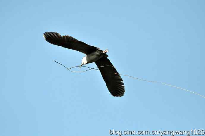 飞(夜鹭)18 飞(夜鹭)18