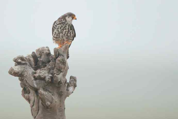 周末野鸭湖（神桩上的小隼）