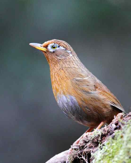 【画眉深浅入时无 wbr不如林间自在啼】（野生画眉鸟一组）