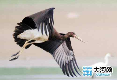 三门峡湿地发现珍稀鸟类黑鹳