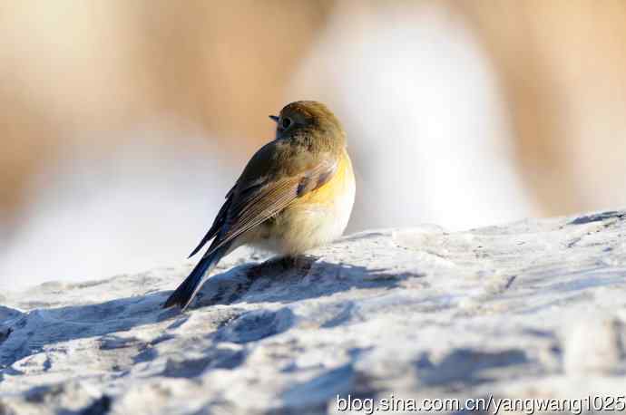 雌性红胁蓝尾鸲(35)