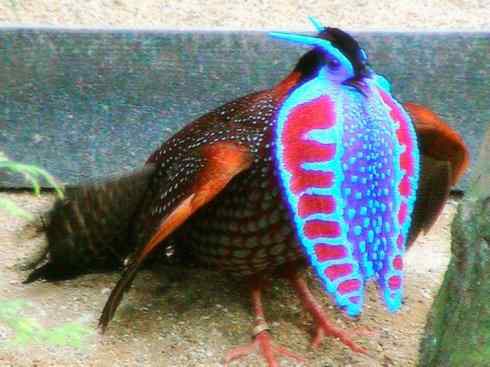 奇特的盔：眼斑吐绶鸡