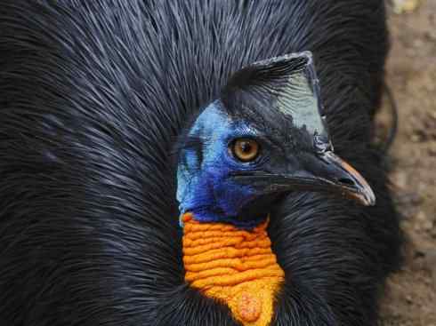 奇特的盔：鹤鸵