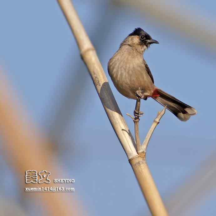 拍鸟黄金季节时