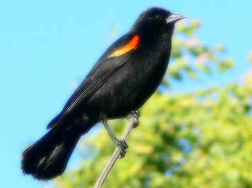 雀鸟也彪悍:小鸟也疯狂(红翅黑鹂) 雀鸟也彪悍:小鸟也疯狂(红翅黑鹂——拟鹂科的战斗种族)