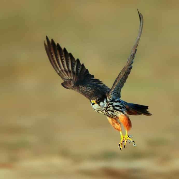 阿穆尔与燕隼（康西草原）