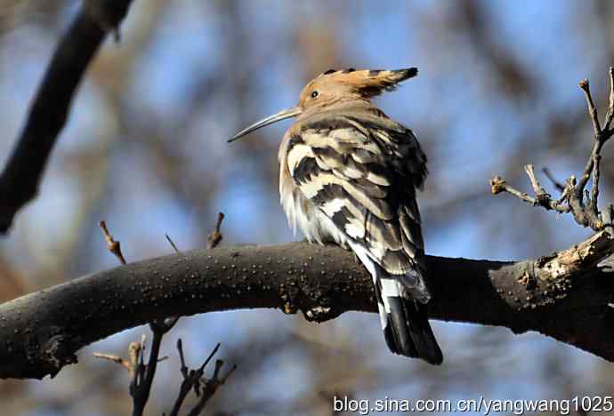 天坛公园又遇戴胜(餐后休息) 天坛公园又遇戴胜(餐后休息)
