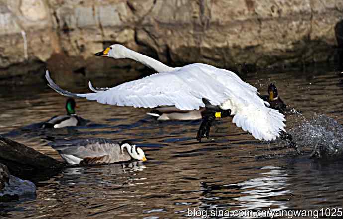 白天鹅之舞 wbr wbr3