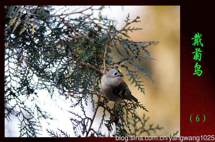 北京天坛公园的鸟类——戴菊鸟（6）