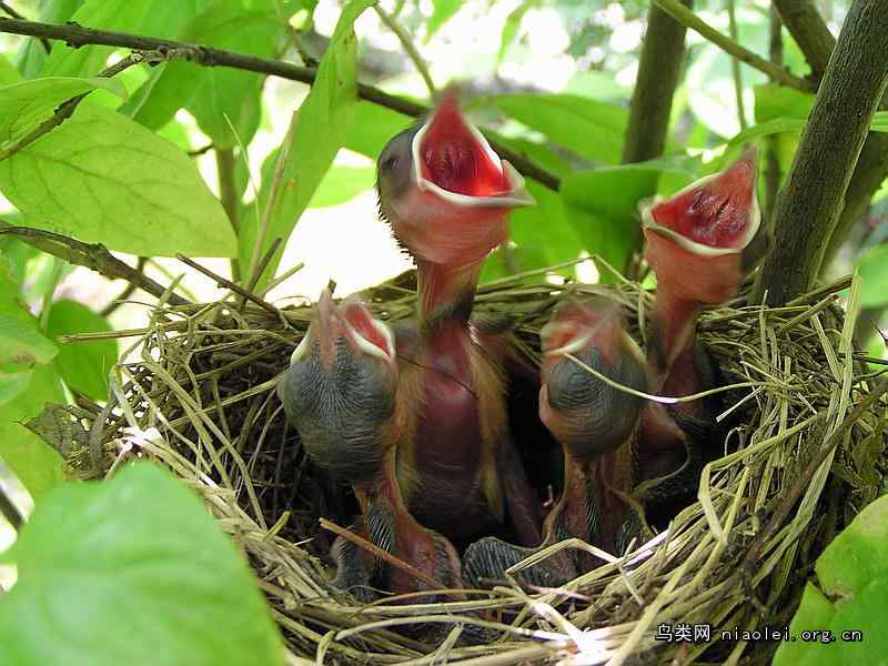 白头鹎雏鸟(幼鸟)生长发育时间表