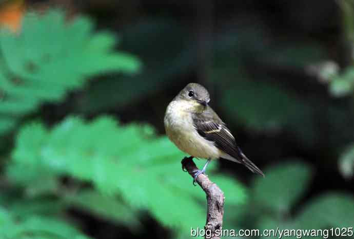 雌性白眉姬鹟（6）