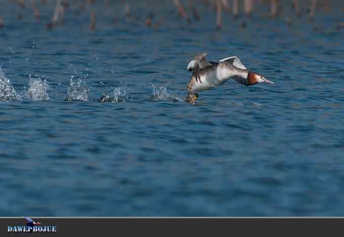 凤头.相恋在春花绽放时