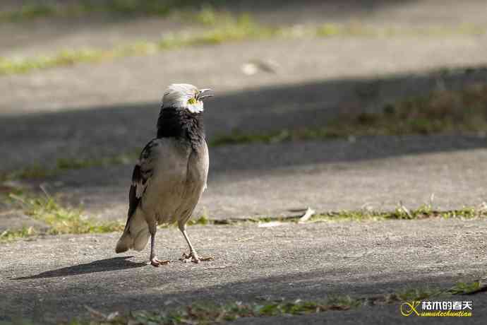 厦门的鈥湶四疋濃斺敽诹扉Ｄ