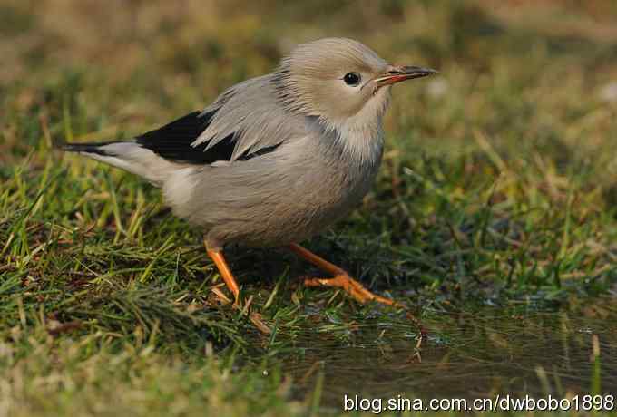 飘逸柔美的丝光椋鸟