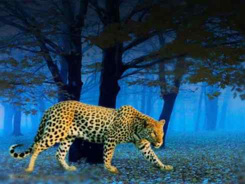 绝色攀禽：佛法僧目之翠鴗