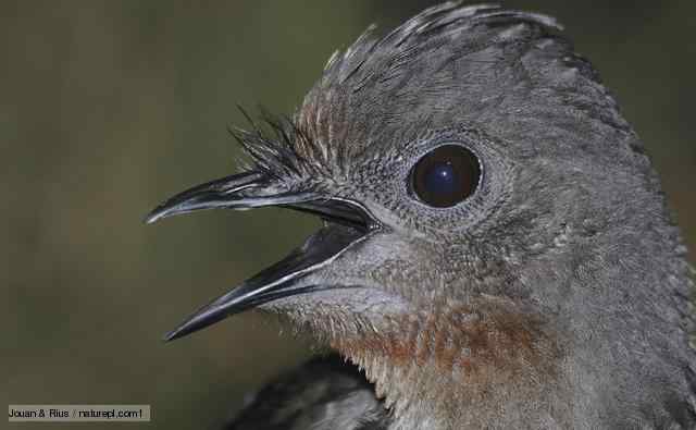 澳大利亚国鸟华丽琴鸟的模仿口技，难以置信