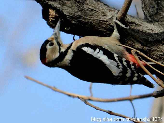 植物园里的大斑啄木鸟