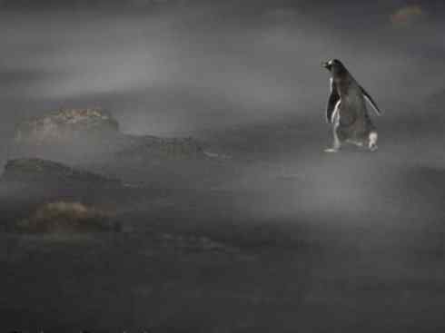 鸟类之最:巴布亚企鹅 鸟类之最:巴布亚企鹅