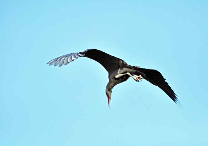 苍鹭（2011年4月）