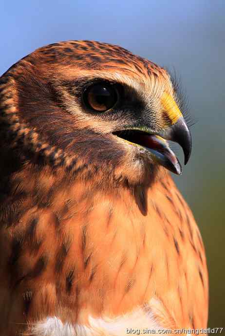 鹰隼肖像