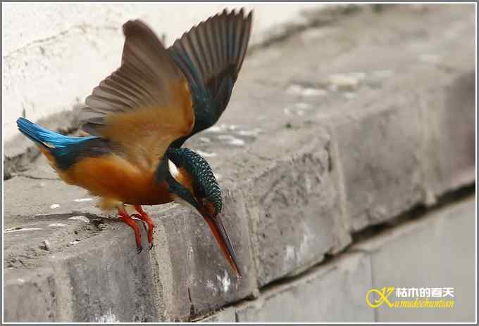 让鈥溞〈溻澐伞菊掌