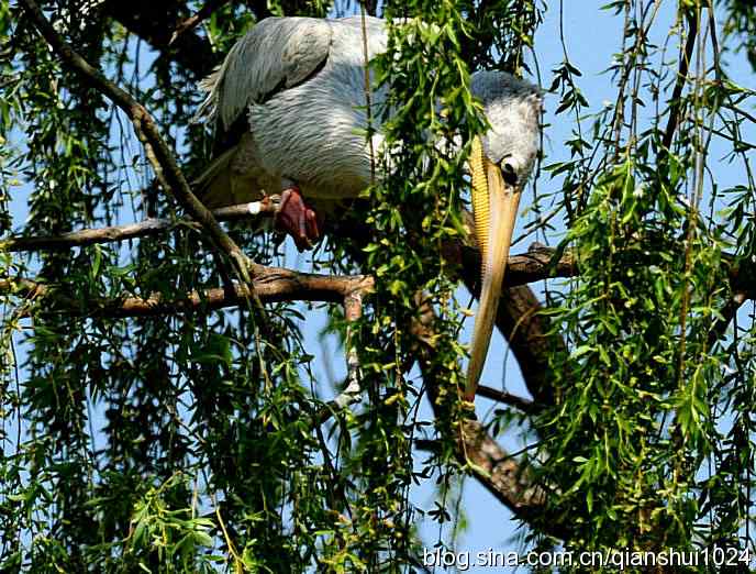 大鹈鹕上树.翠湖湿地 大鹈鹕上树.翠湖湿地