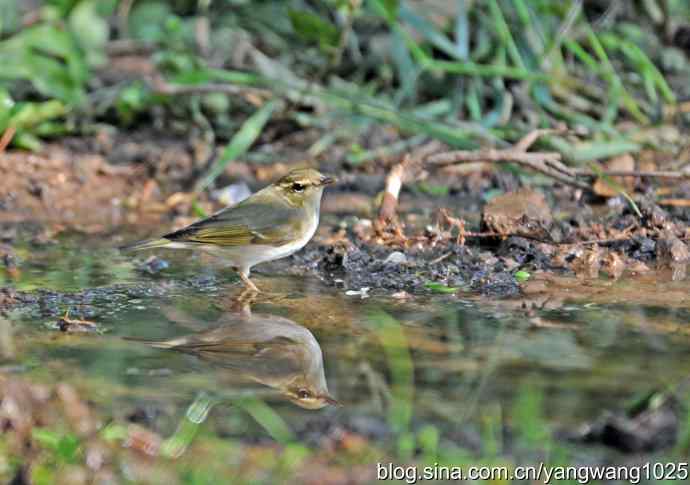 北京天坛公园的鸟类——柳莺