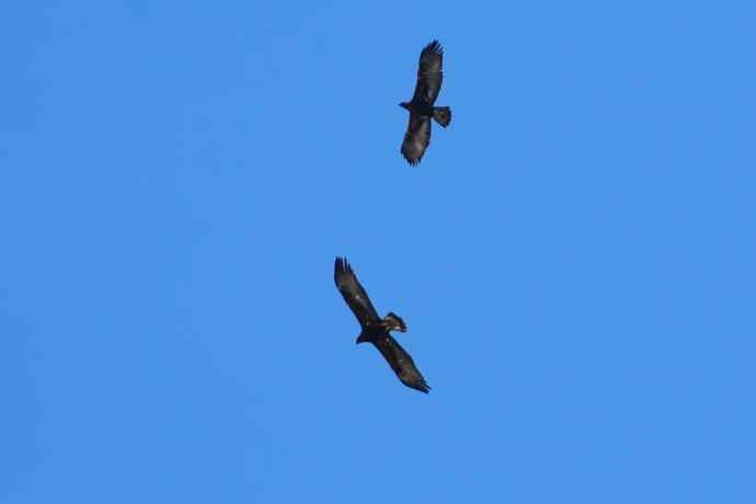 永定河生态观鸟