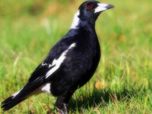 雀鸟也彪悍：战斗机（黑背钟鹊）