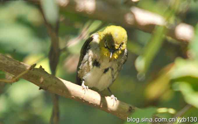 第一次遇到绣眼鸟(组图) 第一次遇到绣眼鸟(组图)