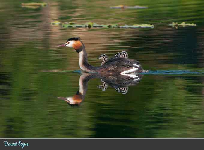 绿意倒映中的pt家园