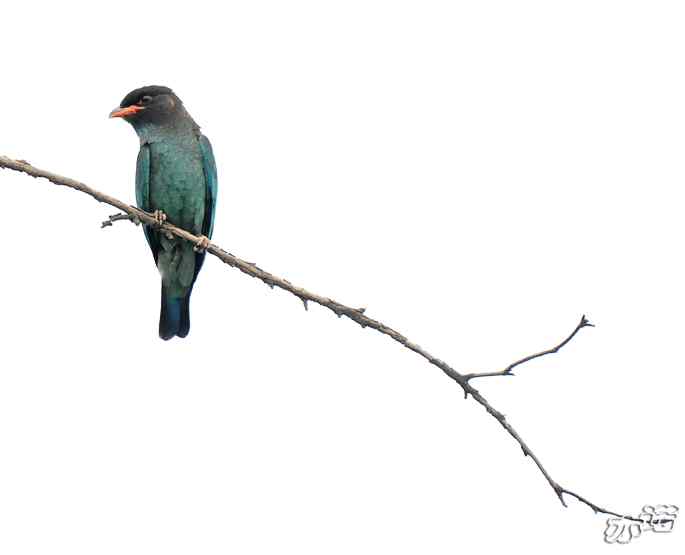 圆明园&nbsp;wbr路&nbsp;wbr三宝鸟（清晰、飞行版）