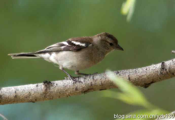 苍头燕雀标准像（组图，12张图片）
