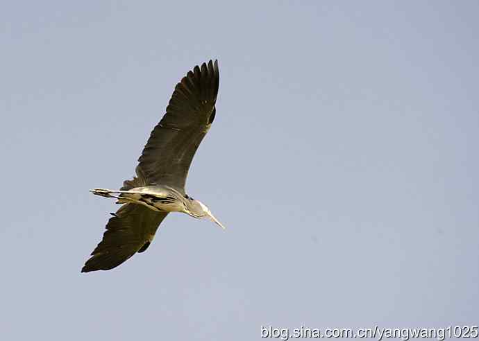 苍鹭 wbr3 苍鹭 wbr3