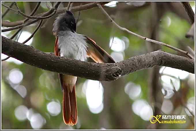 再拍寿带鸟【照片】 再拍寿带鸟【照片】