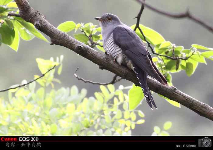 四声杜鹃(布谷鸟)叫声视频 光棍好苦
