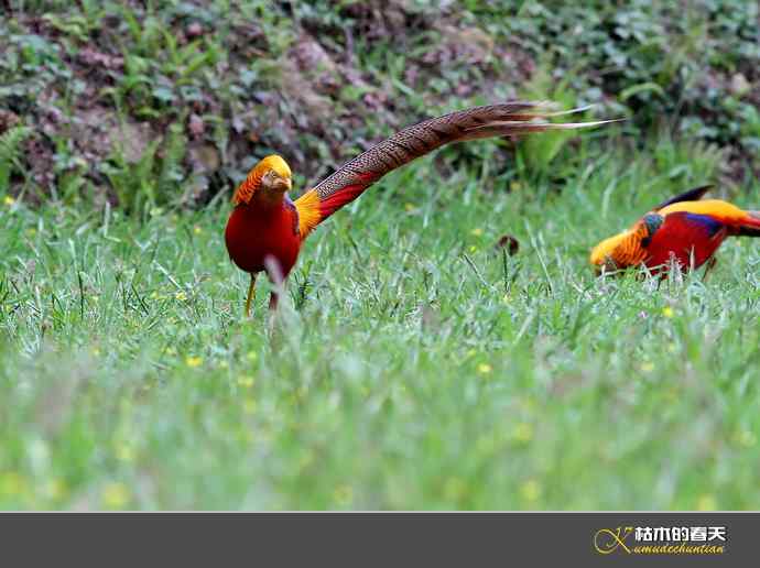 洋县拍鸟：红腹锦鸡