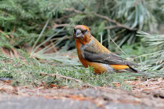 春天行走 wbr北植几只鸟 春天行走 wbr北植几只鸟