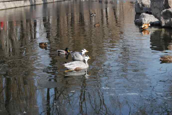 北京动物园的鸟类——斑头雁