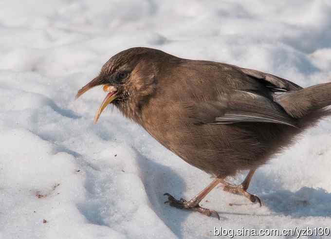 瑞雪兆丰年鈥斺斏皆腽蹋ㄗ橥迹6张图片）