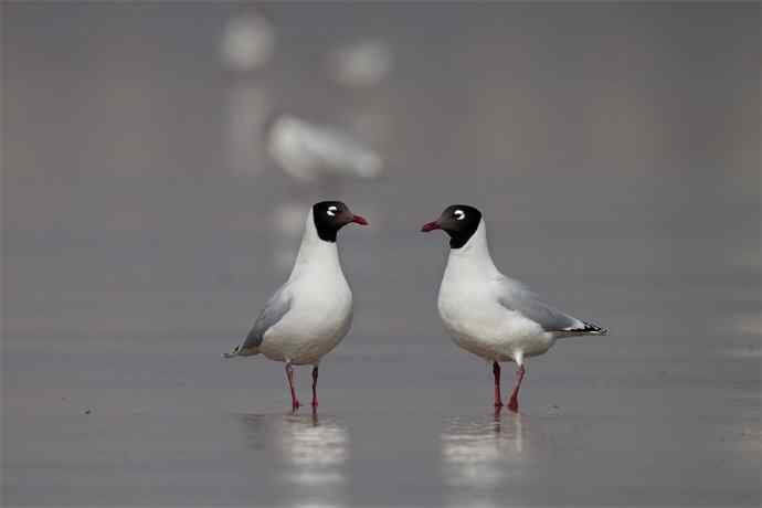 人类曾经遗失的鸥鸟---遗鸥