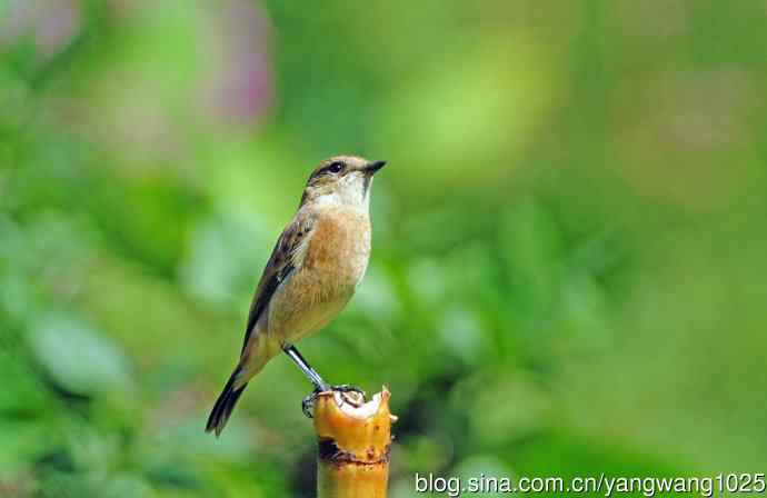 雌性黑喉石即鸟（1）